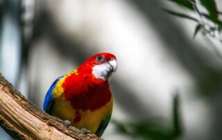Eastern Rosellas